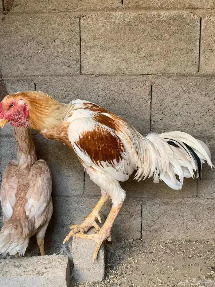 جوز دجاج باكستاني أصيل 8