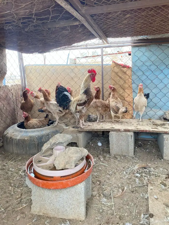 دجاج بلدي بياض الصحه شرط 1