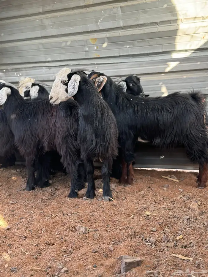 تيوس ذبائح 3