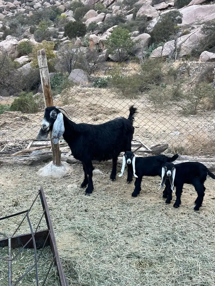 عنز عارضيه للبيع 1