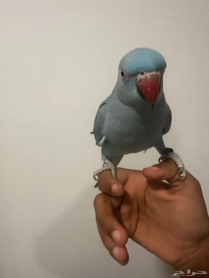 ذرة هولندي 6