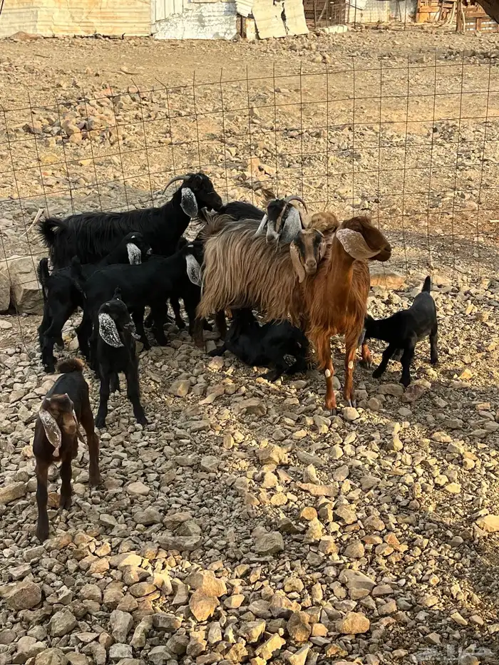 معزا مولده 1