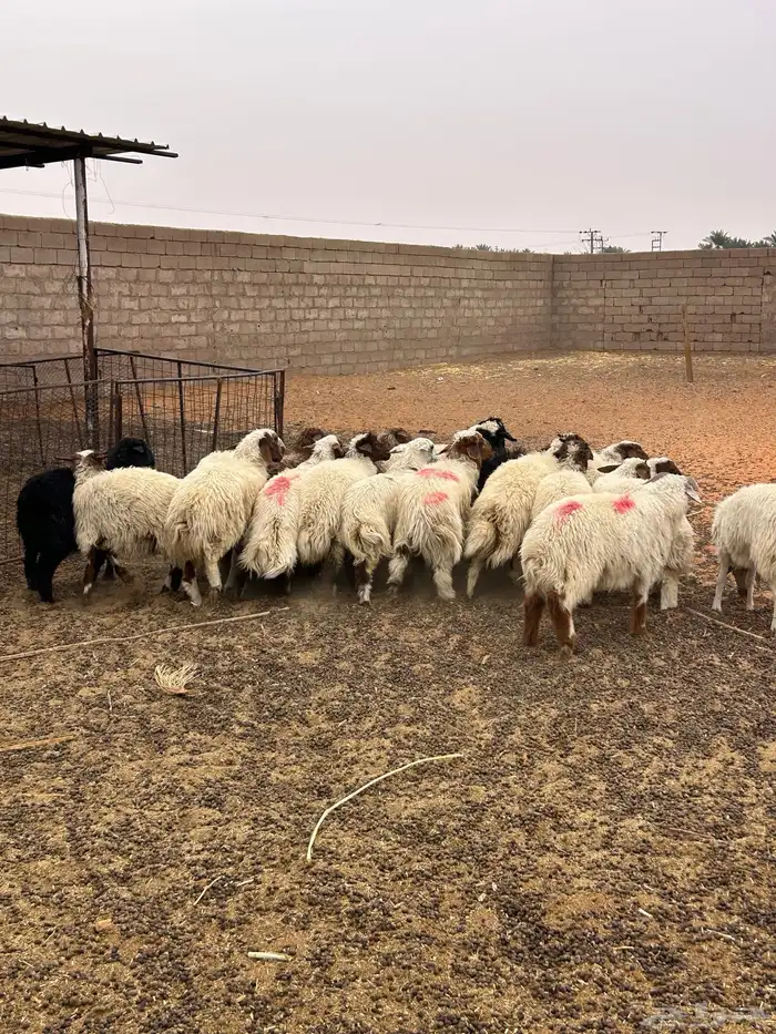 ذبايح خرفان ورخال 2