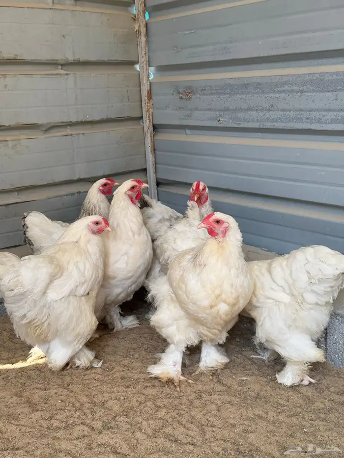 للبيع دجاج براهما كولمبي 1