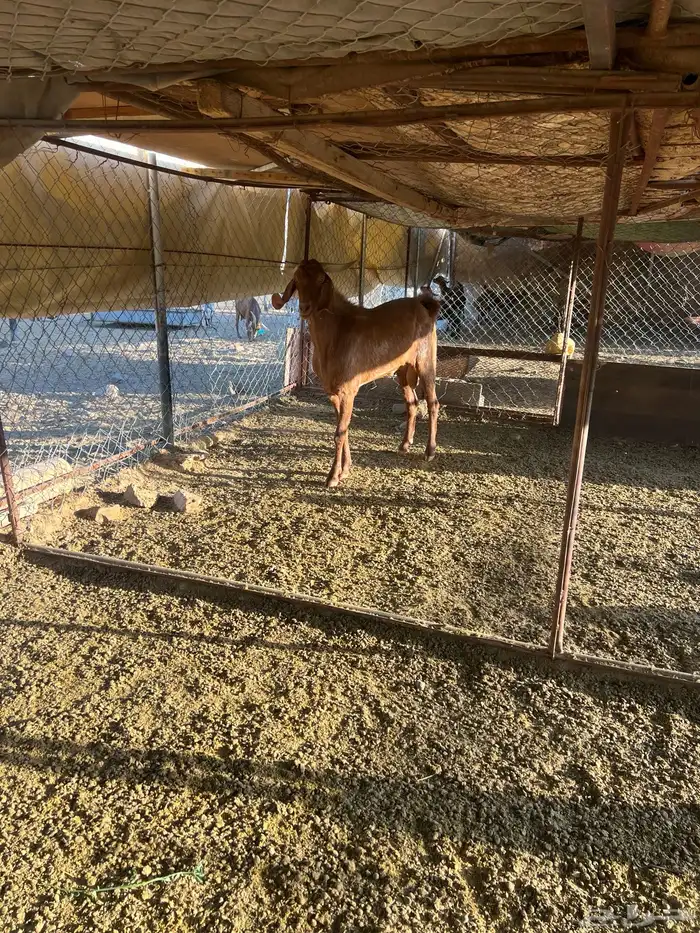 فحل رباع ادهم 5