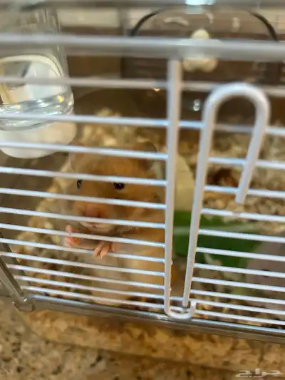 Syrian hamster index