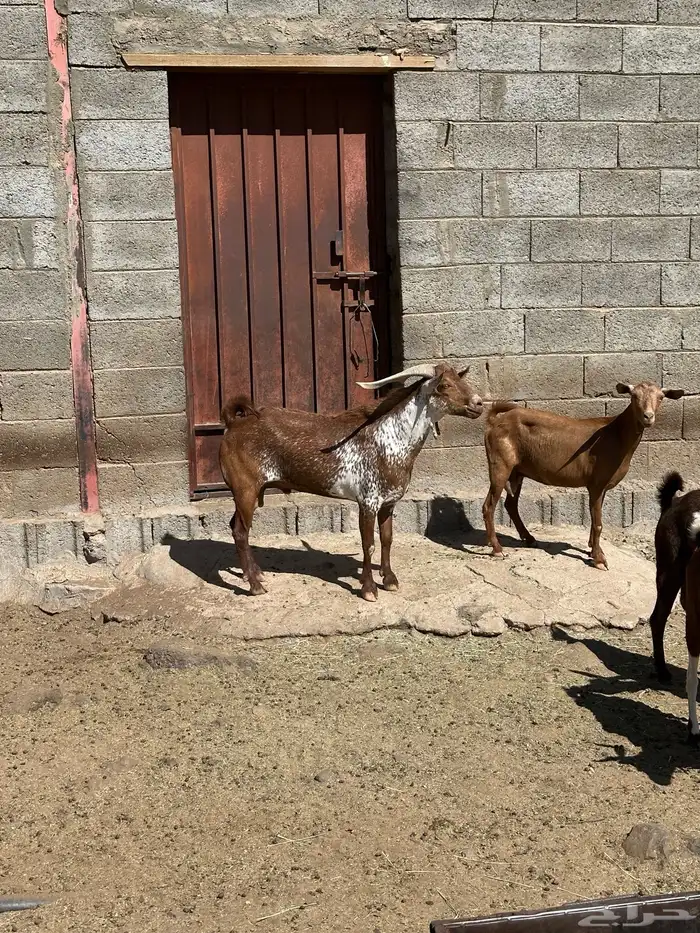 تيس ادهم فحل ومنتج طول وجبر السن ثني مشروط من كل العيوب 1