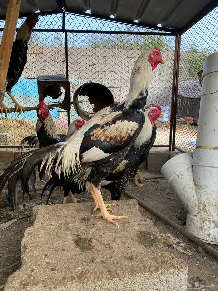 دجاج باكستاني 0