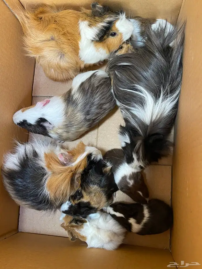 زوجين وبرة عليهم 6 عيالهم 1