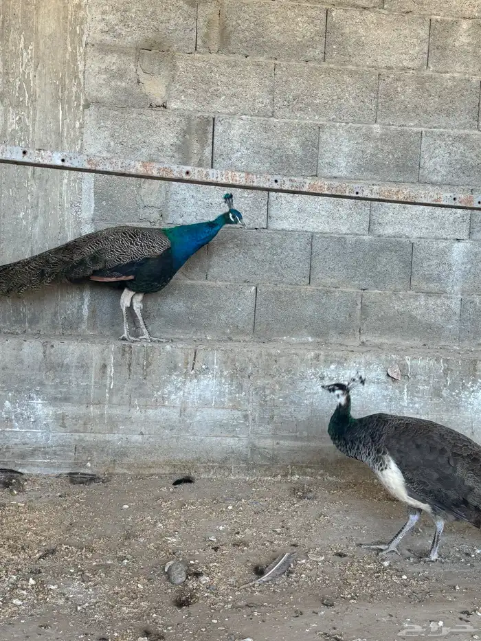 زو ج طائوس للبيع 4