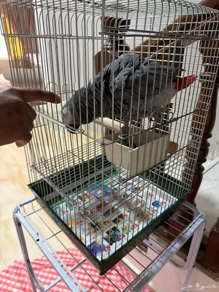 للبيع كاسكو 1