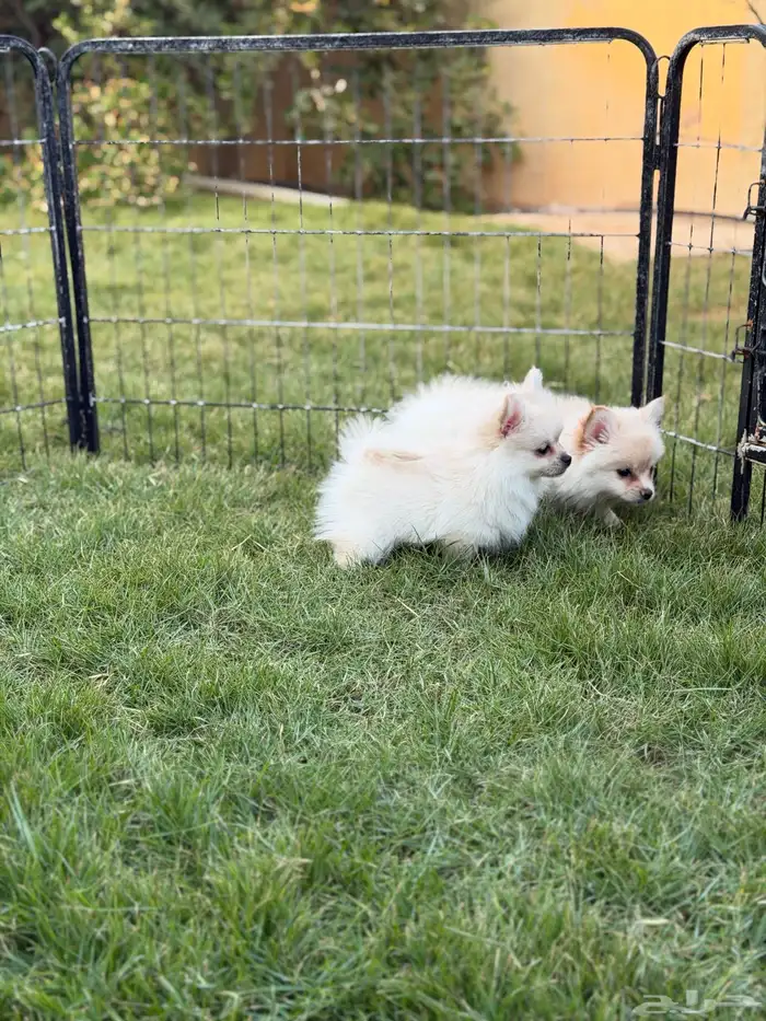 جراء بومرينيان سبيتز 7