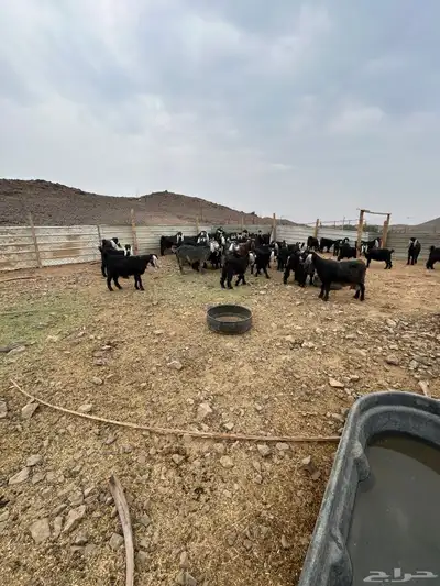 معزا للبيع index