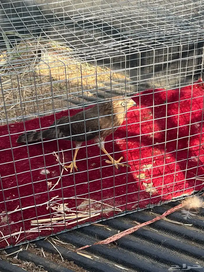 للبيع صقر الباشق 1