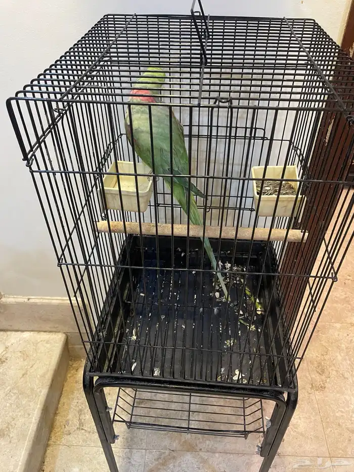 ذكر درة نيبالي 3