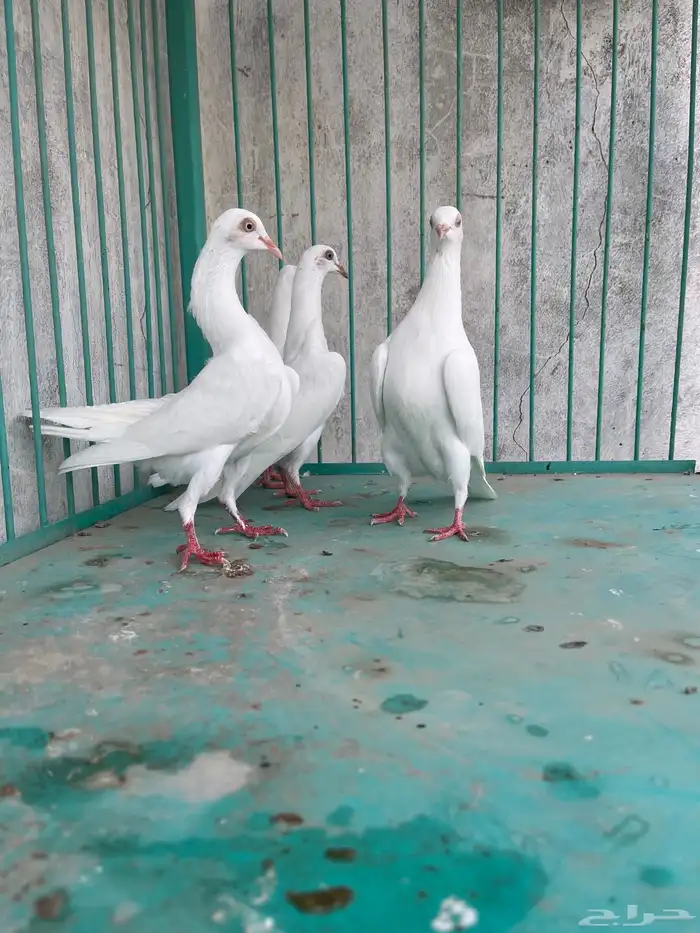 اربع حبات شيكر هزاز 0