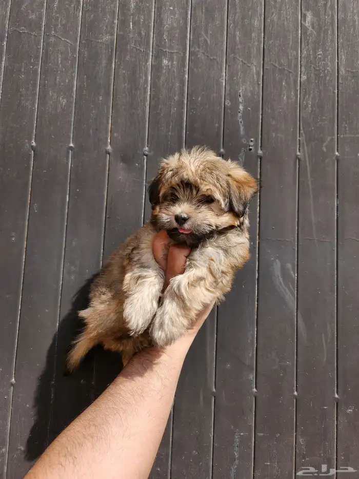 كلب مالتيبو للبيع تي كب 3