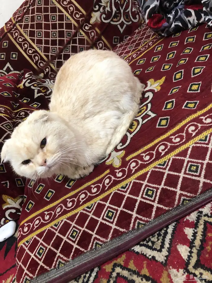 قطو ضايع في بقيق الي يعرف صاحبه يتواصل معي 0