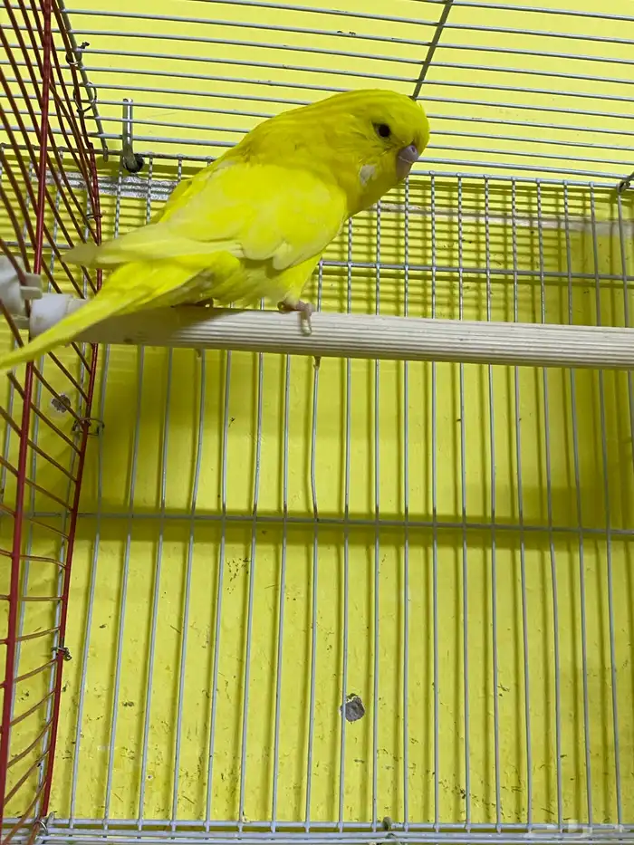 للبيع حب أنثى مخلوطه إنجليزي مع هولندي السعر 30 2