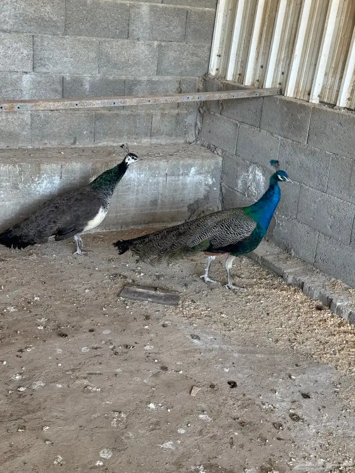 زو ج طائوس للبيع 0