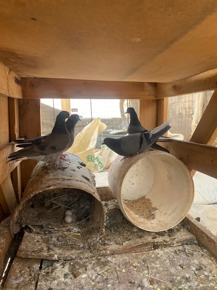 حمام قطايف (ازرق) 3