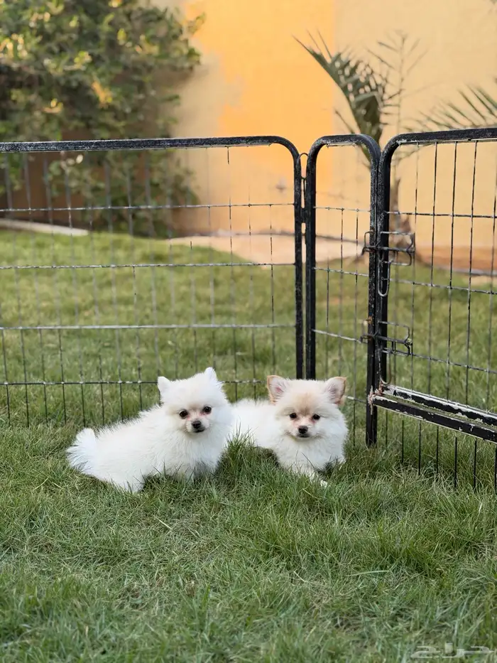 جراء بومرينيان سبيتز 6