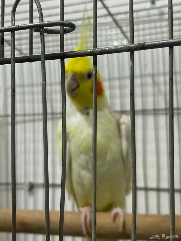 عصفور للبيع 0