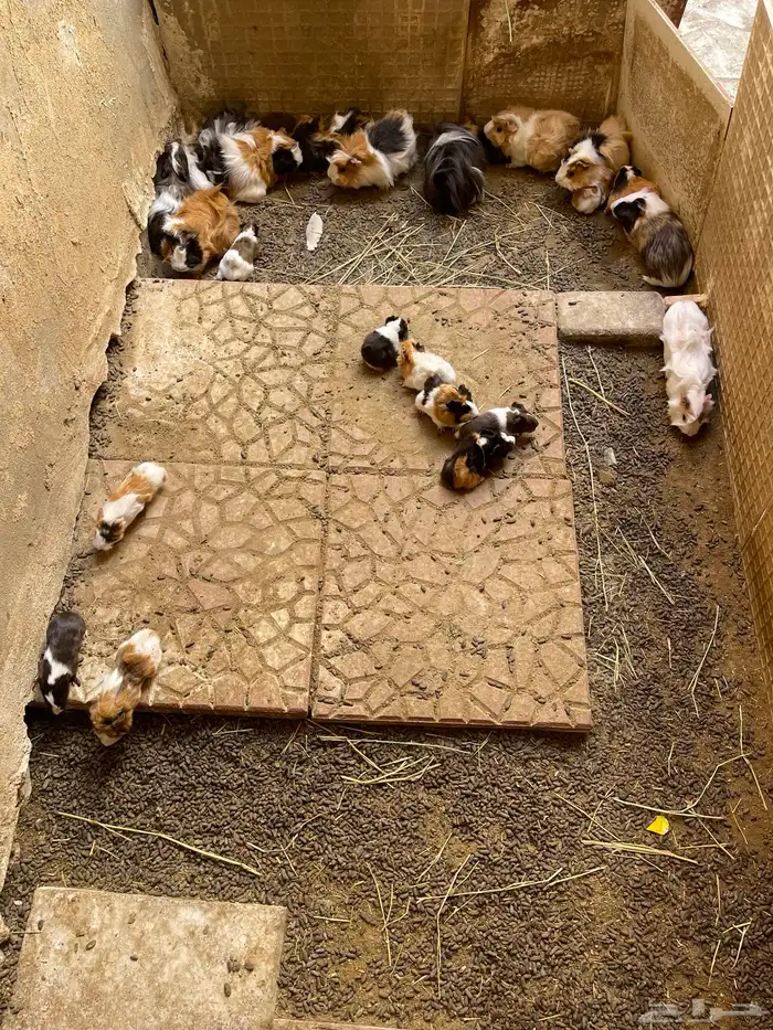 وبرة نظيفة وبشعر كثيف (أمريكي- فرنسي- بلدي) 2