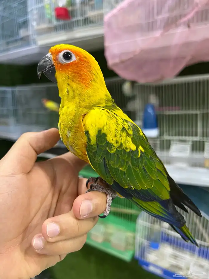 فرخ صن كنيور اليف 0