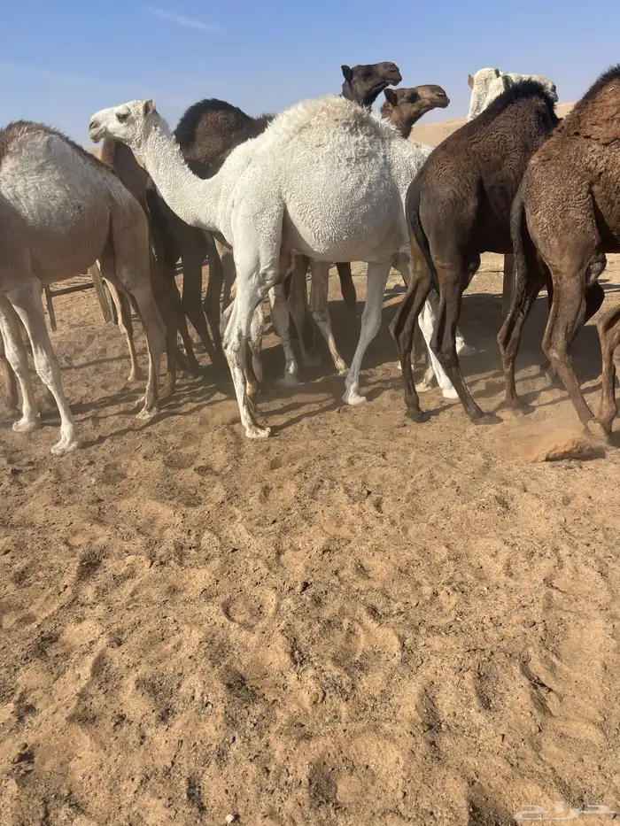 قعدان للمناسبات كفو التواصل خاص 8