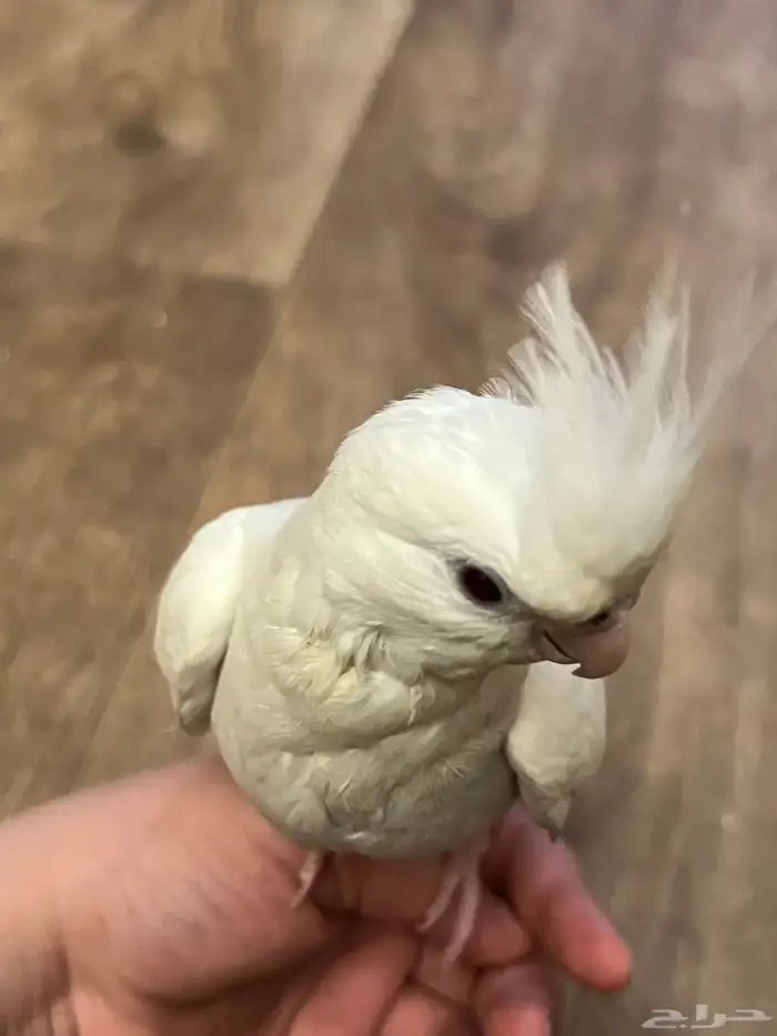 عصفور الكروان اثنين واحد ابيض والثاني رمادي ومع اكل 5