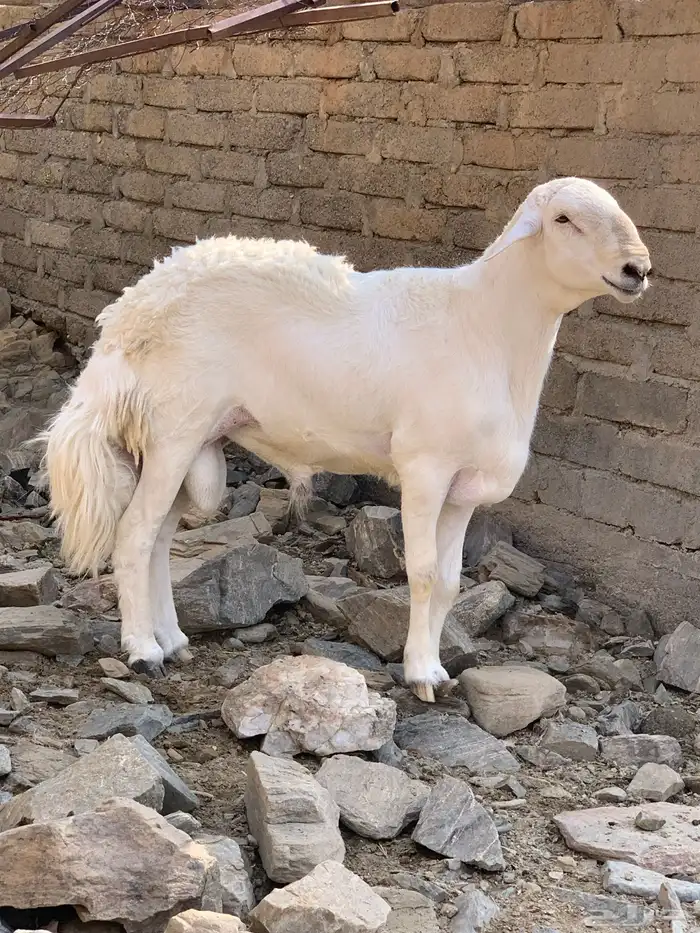 فحل حري مشروط 4