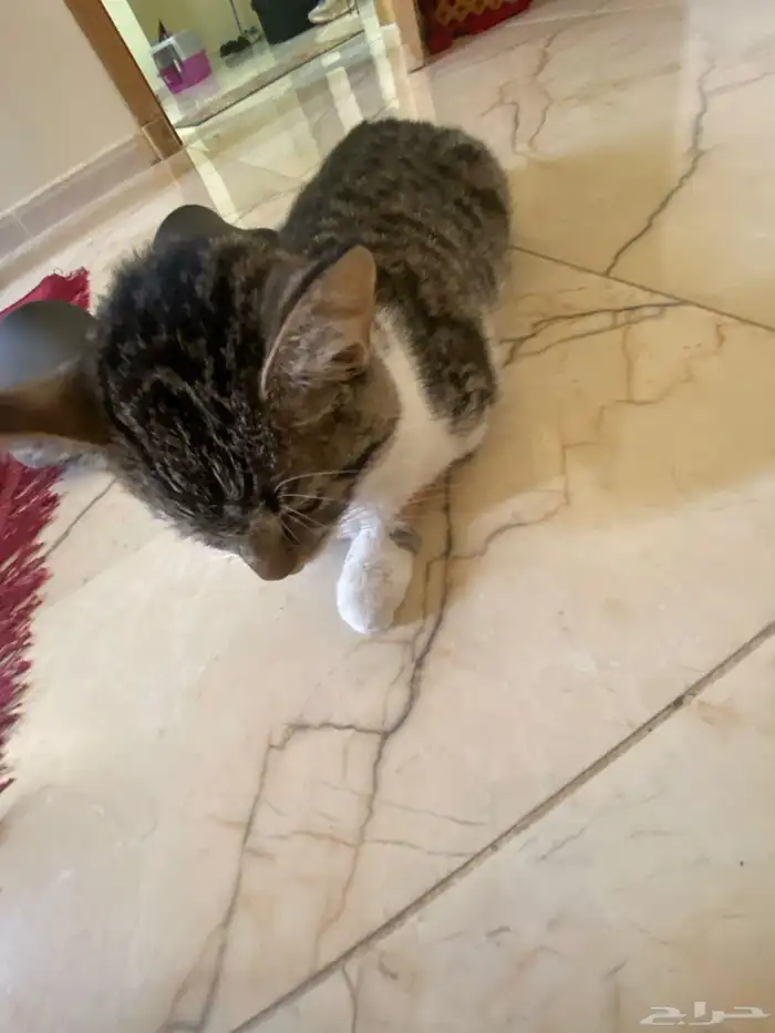 قط للتبني تعبان ابي معالج او مسعف 0