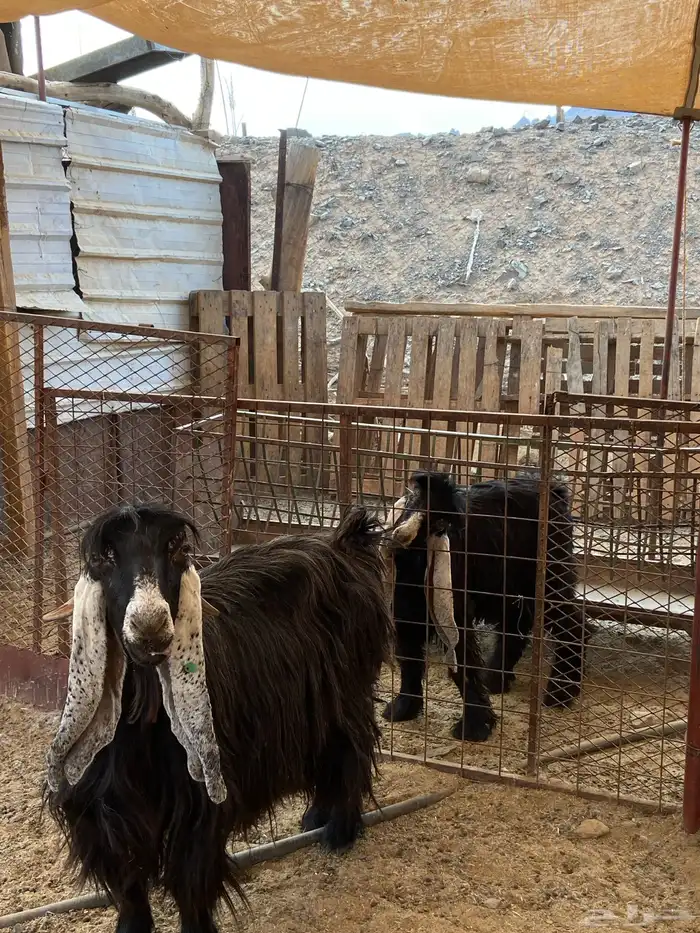 تيس صنف مشروع فحل 3