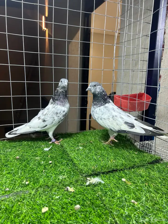 زوج باكستاني شت والا 5