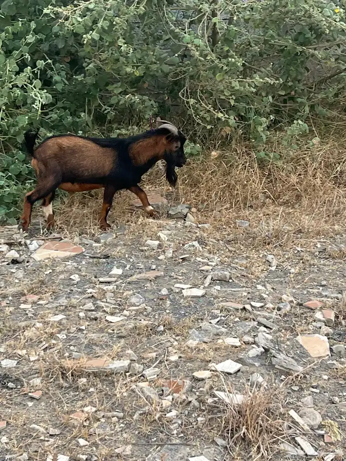 تيس قزم للبيع 0