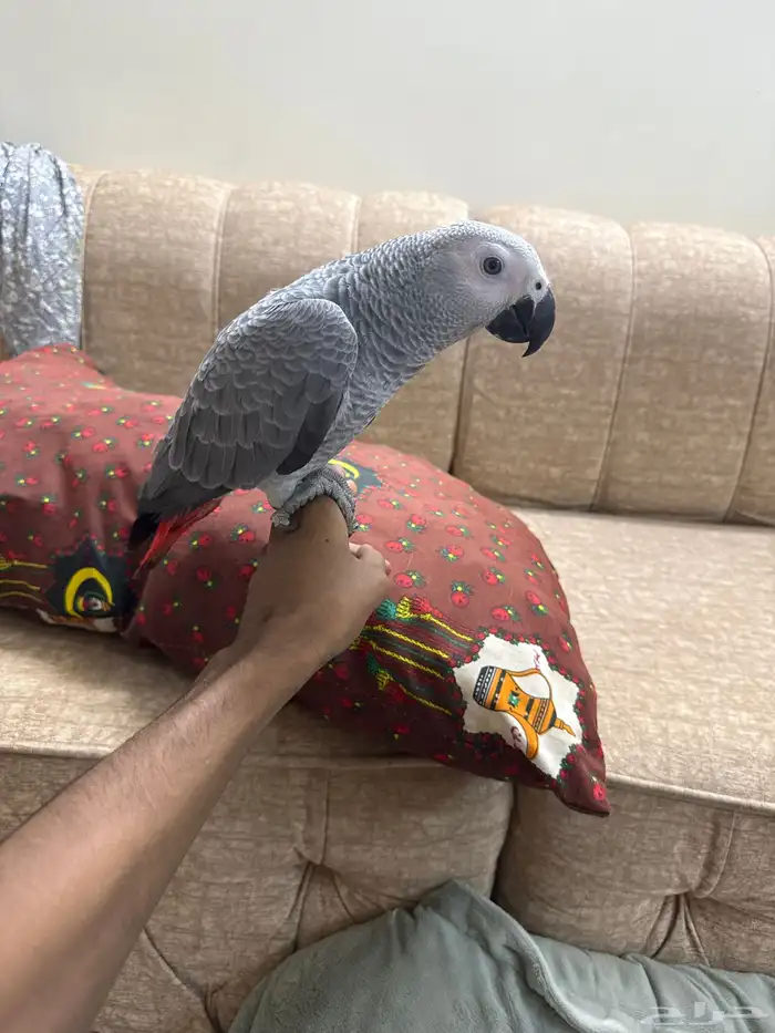 ببغاء كاسكو 1