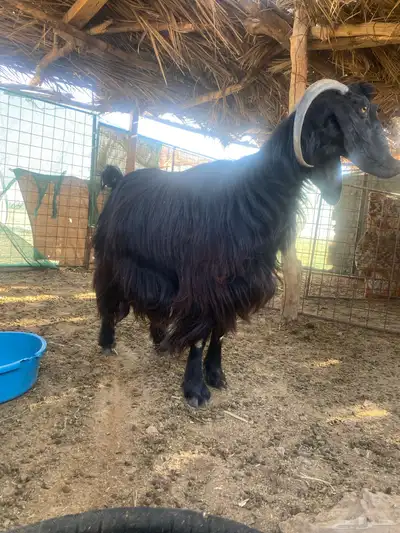 عنز والد index