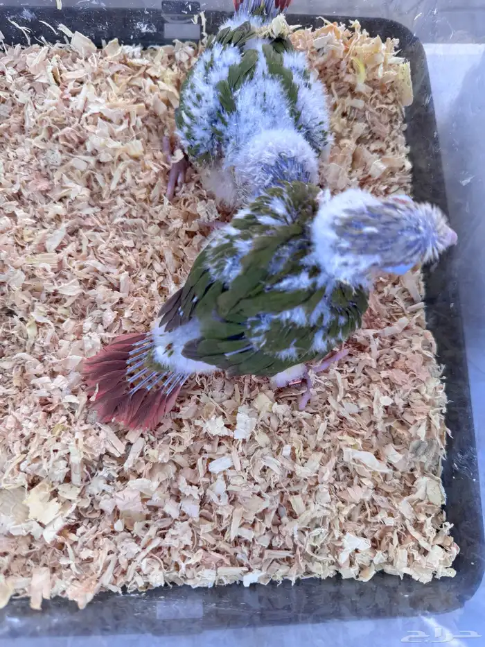 فروخ كنيور (((غر))) 1