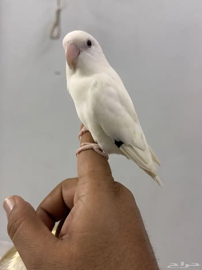 طاير الروز اليف و يطلع على اليد لحاله للبيع بدون قفص 1