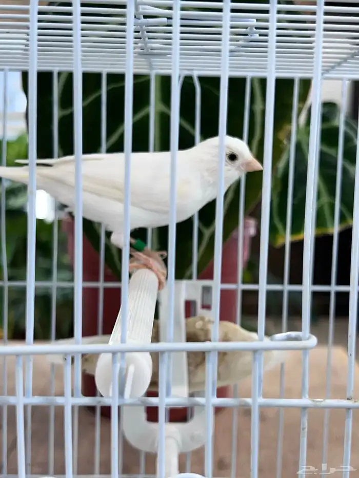 انثى كناري 3