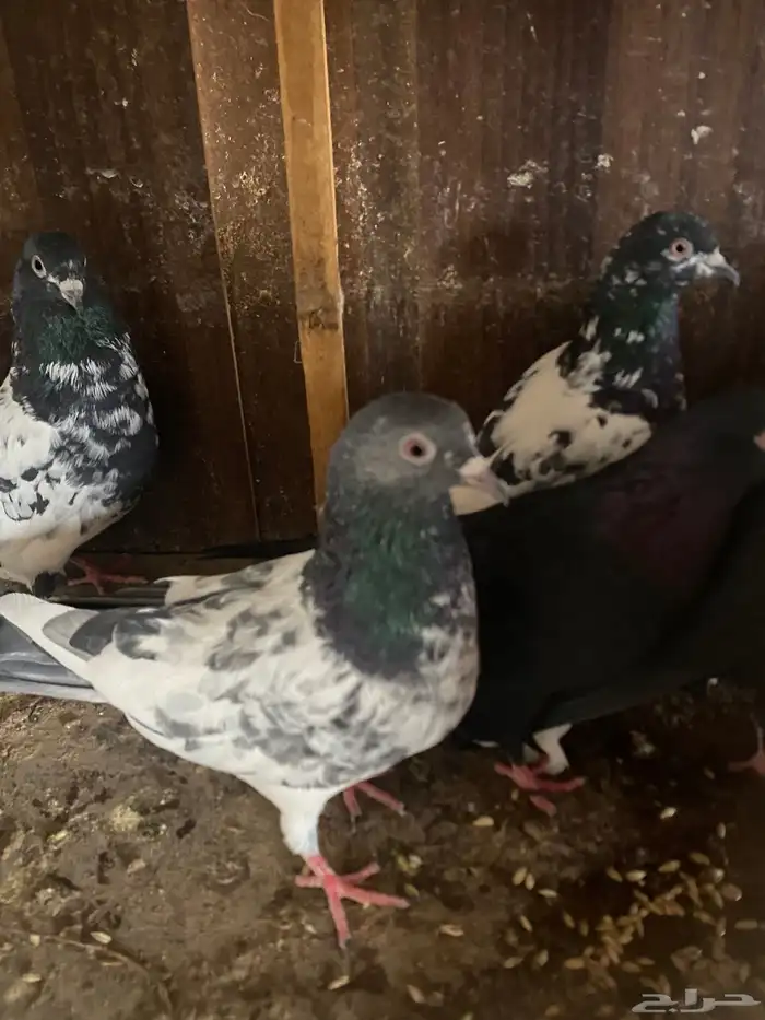 حمام باكستاني 6