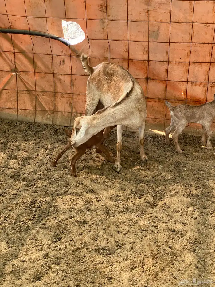 عنز متوم وجذعه مهجنه 4