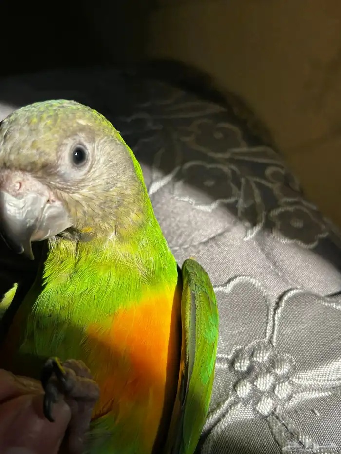 ببغاء سنغالي 2