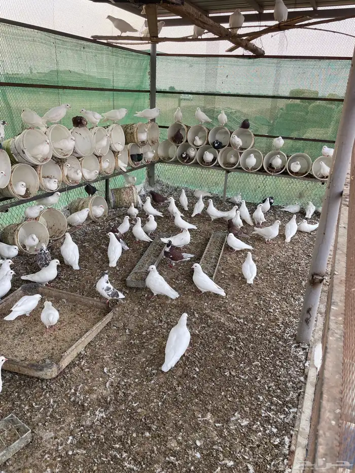 حمام فرنسي 0