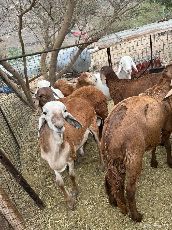 للبيع سواكن حمري 1