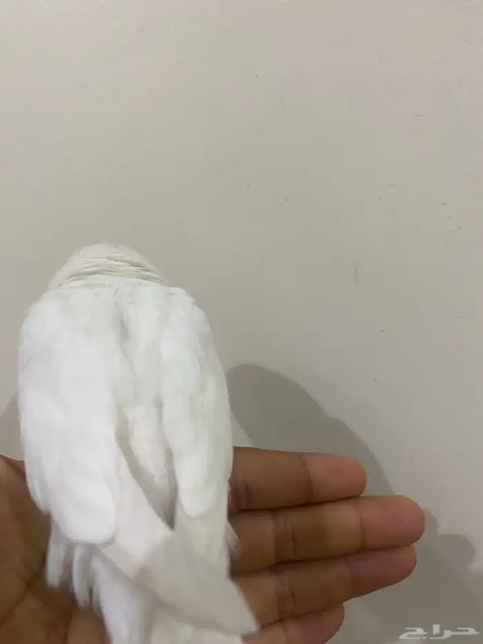 طير روز البينو اليف فرخ بدايه طيران علا السوم 1