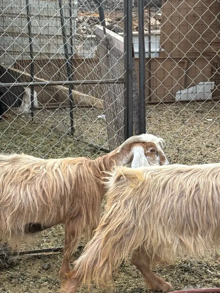 معزا مصريات دفيع 3