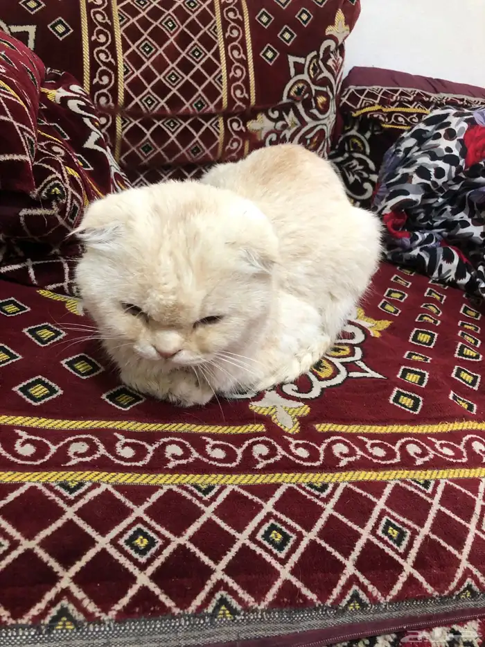 قطو ضايع في بقيق الي يعرف صاحبه يتواصل معي 1