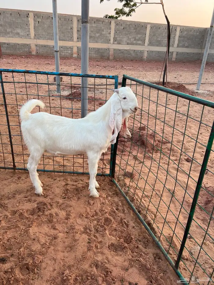 تيس ابيض ابرص 5